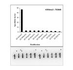 H3K4me3 Antibody