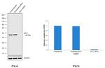 SAV1 Antibody in Western Blot (WB)