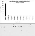 H3K14ac Antibody