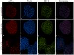 OCT4 Antibody in Immunocytochemistry (ICC/IF)