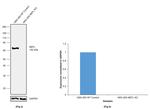 NEFL Antibody