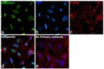 H3K4me3 Antibody in Immunocytochemistry (ICC/IF)