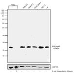 H3K4me3 Antibody in Western Blot (WB)