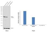 HMGB1 Antibody