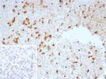 TGF-beta (Transforming Growth Factor beta) Antibody in Immunohistochemistry (Paraffin) (IHC (P))