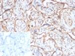 TGF-beta (Transforming Growth Factor beta) Antibody in Immunohistochemistry (Paraffin) (IHC (P))