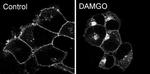 OPRM1 Antibody in Immunocytochemistry (ICC/IF)