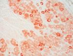 OPRM1 Antibody in Immunohistochemistry (IHC)