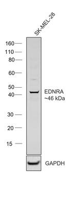 Endothelin A Receptor Antibody in Western Blot (WB)