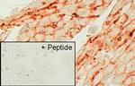 Endothelin A Receptor Antibody in Immunohistochemistry (IHC)