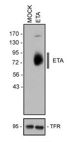 Endothelin A Receptor Antibody in Western Blot (WB)