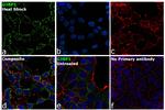 G3BP1 Antibody in Immunocytochemistry (ICC/IF)