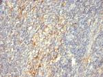 Transglutaminase II (TGM2) Antibody in Immunohistochemistry (Paraffin) (IHC (P))