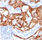 Transglutaminase II (TGM2) (FN Binding Domain) Antibody in Immunohistochemistry (Paraffin) (IHC (P))