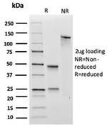 Transglutaminase II (TGM2) (FN Binding Domain) Antibody in SDS-PAGE (SDS-PAGE)