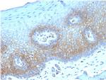 Thrombomodulin/CD141 Antibody in Immunohistochemistry (Paraffin) (IHC (P))