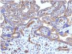 Thrombomodulin/CD141 Antibody in Immunohistochemistry (Paraffin) (IHC (P))