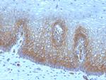 Thrombomodulin/CD141 Antibody in Immunohistochemistry (Paraffin) (IHC (P))