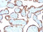 TIMP2 (Tissue Inhibitor of Metalloproteinase 2) Antibody in Immunohistochemistry (Paraffin) (IHC (P))