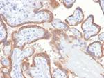 TIMP2 (Tissue Inhibitor of Metalloproteinase 2) Antibody in Immunohistochemistry (Paraffin) (IHC (P))