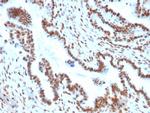 TLE1 Antibody in Immunohistochemistry (Paraffin) (IHC (P))