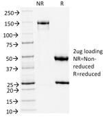 TLE1 Antibody in SDS-PAGE (SDS-PAGE)