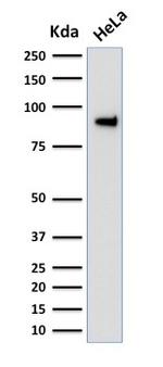 TLE1 Antibody in Western Blot (WB)