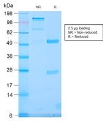 TLE1 Antibody in SDS-PAGE (SDS-PAGE)