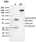 CD284 (Toll-Like Receptor 4) Antibody in SDS-PAGE (SDS-PAGE)