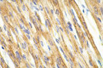 Connexin 43 Antibody in Immunohistochemistry (IHC)