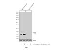 Claudin 1 Antibody in Western Blot (WB)