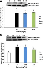 MCP-1 Antibody in Western Blot (WB)