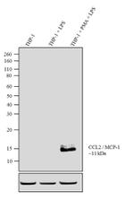 MCP-1 Antibody in Western Blot (WB)