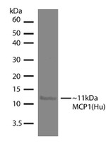 MCP-1 Antibody in Western Blot (WB)