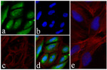 AKT1 Antibody in Immunocytochemistry (ICC/IF)