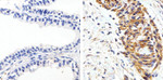 AKT1 Antibody in Immunohistochemistry (Paraffin) (IHC (P))