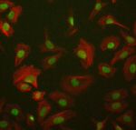 AKT1 Antibody in Immunocytochemistry (ICC/IF)