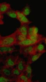 c-Myc Antibody in Immunocytochemistry (ICC/IF)