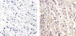 CXCL5 Antibody in Immunohistochemistry (Paraffin) (IHC (P))