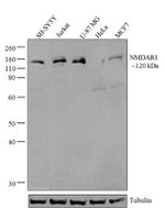 NMDAR1 Antibody in Western Blot (WB)