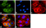 BMP-2 Antibody in Immunocytochemistry (ICC/IF)