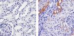 SPARC Antibody in Immunohistochemistry (Paraffin) (IHC (P))