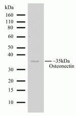 SPARC Antibody in Western Blot (WB)