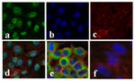 NFkB p65 Antibody in Immunocytochemistry (ICC/IF)