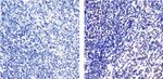 NFkB p65 Antibody in Immunohistochemistry (Paraffin) (IHC (P))