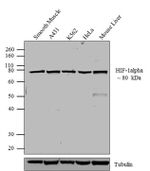 HIF1A Antibody in Western Blot (WB)