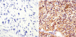 STAT5 alpha Antibody in Immunohistochemistry (Paraffin) (IHC (P))