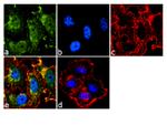 STAT3 Antibody in Immunocytochemistry (ICC/IF)