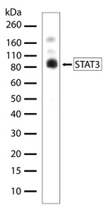 STAT3 Antibody in Western Blot (WB)