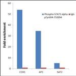 Phospho-STAT5 alpha (Tyr694) Antibody